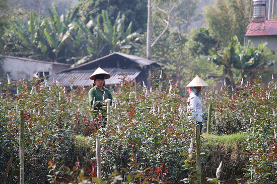 
Ngoài nâng cao thu nhập cho gia đình, chị Xuyến còn tạo việc làm cho nhiều lao động là người địa phương.
