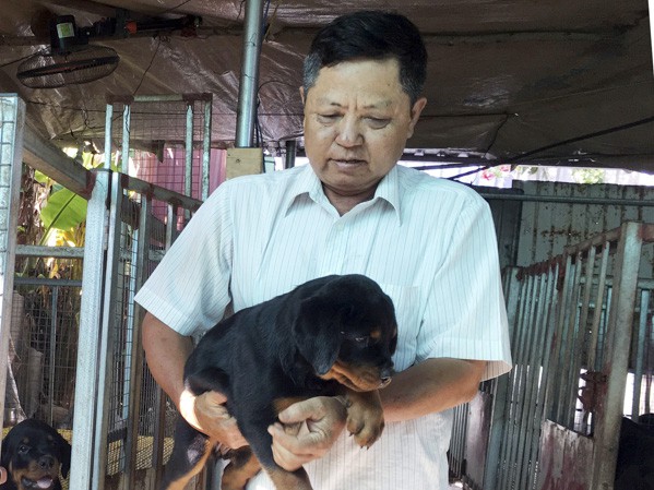 
Ông Trần Văn Vinh (khu phố Kim Hải, phường Kim Dinh, TP Bà Rịa) chăm sóc đàn chó giống Rottweiler có nguồn gốc từ Đức.
