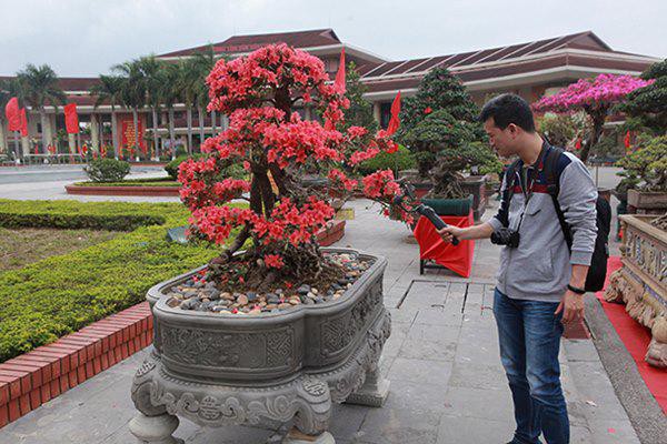 
Anh Thành, thị trấn Sa Pa (Lào Cai), chủ nhân của cây đỗ quyên cho biết, đây là cây đỗ quyên đẹp nhất trong vườn cây đỗ quyên của anh mang xuống triển lãm tại Bắc Ninh. Hiện tại, trên Lào Cai, anh có khoảng 300 cây, toàn cây có tuổi đời lâu năm.
