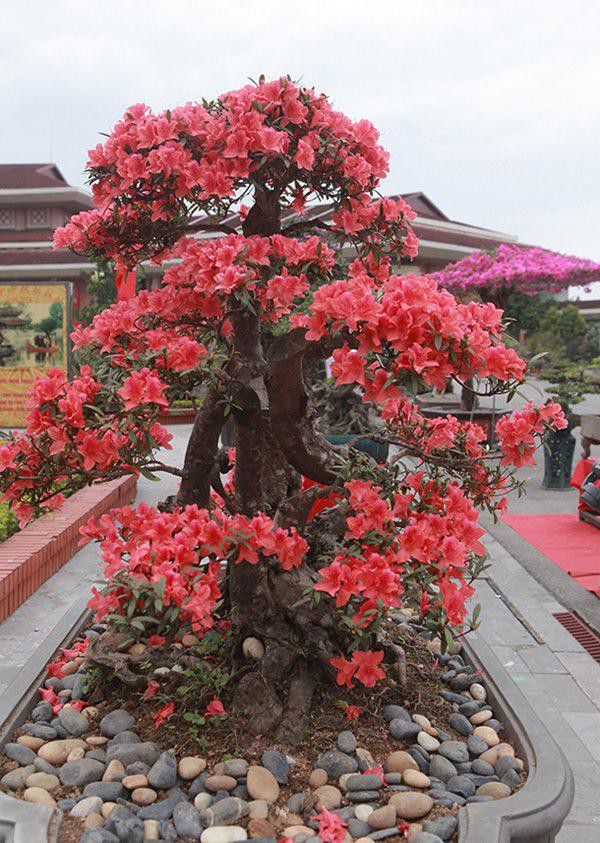 
Hoa thường nở vào đúng dịp Tết Nguyên Đán, do đó, đây cũng là loại hoa được nhiều gia chủ trưng vào dịp Tết.
