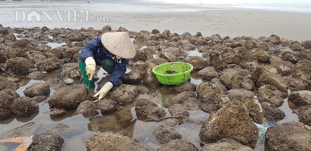 
Một người dân đang khai thác vẹm tại một bãi đá ven biển tại xã Hải Đông, huyện Hải Hậu, tỉnh Nam Định.
