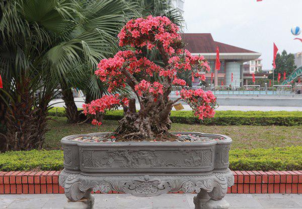
Cây đỗ quyên này khoảng 400 tuổi, đường kính gốc 46cm, cao 120cm, tán rộng 140cm, dáng cây uốn lượn,  hoa nở đỏ rực từ gốc lên ngọn được chào bán với giá 860 triệu đồng.
