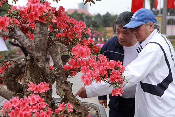 
Đỗ quyên cổ thụ này là đỗ quyên có nguồn gốc bên Lào,  ở Việt Nam giống cây này gần như đã tuyệt chủng. Để sở hữu được cây đỗ quyên cổ thụ này, anh Thành phải sang tận bên Lào mua lại của những người dân tộc bên đó.
