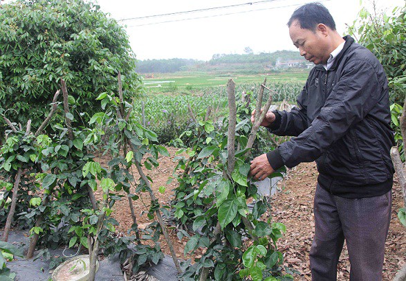 Ông Đăng còn bắc giàn cho từng cây sâm, để chúng không mọc lan, nhằm tập trung củ ở một gốc.