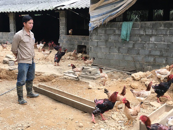 Anh Luân bỏ công việc ở nước ngoài với mức lương 1.500 đô la về quê nuôi gà thả đồi.