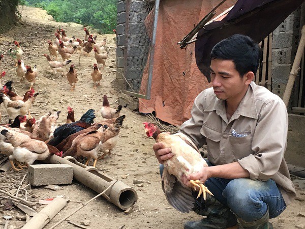 Gà thả vườn của anh Luân luôn đảm bảo về chất lượng thịt và luôn đắt hàng.