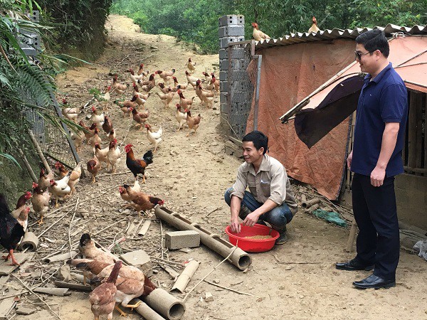 Anh Quách Văn Trọng, Phó Chủ tịch huyện Kim Bôi, tỉnh Hòa Bình (bên phải) đưa chúng tôi xuống tham quan mô hình gà thả đồi của anh Luân.