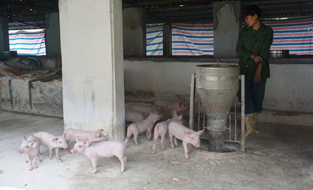 Người chăn nuôi lợn xứ Thanh đang lao đao vì dịch bệnh