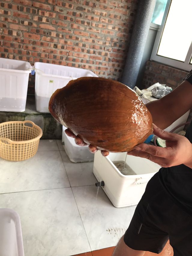 Ốc tu lơn ở vùng biển Quảng Yên khá to