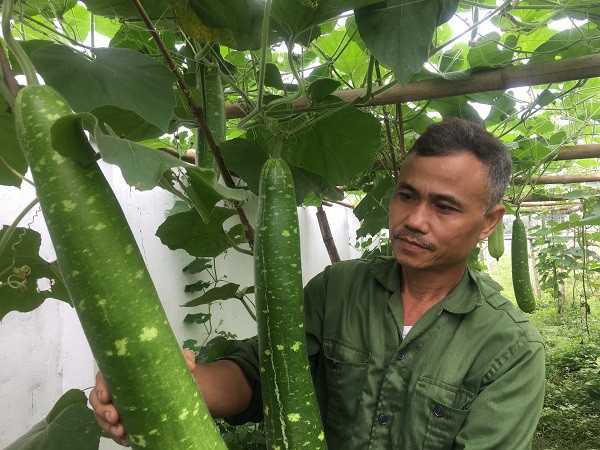 
Ông Định trồng bầu trong nhà kính nên luôn bảo đảm yếu tố sạch và chất lượng tốt.
