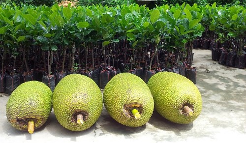 Mít Thái loại 1 quả to tròn đều và có trọng lượng trên 9 kg.