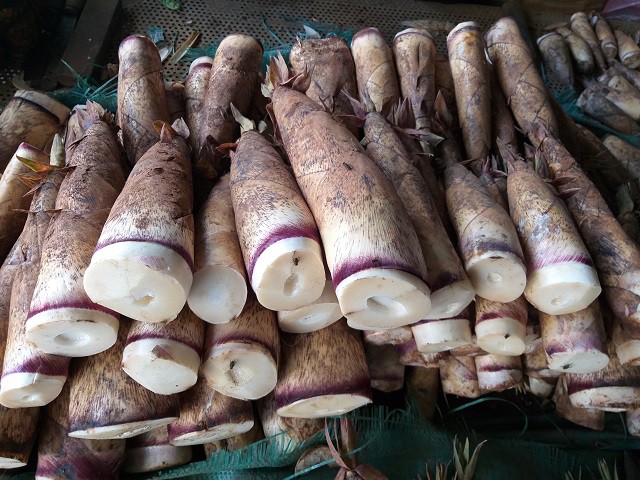 Măng ngọt và măng đắng có hình dáng và màu sắc khá giống nhau.
