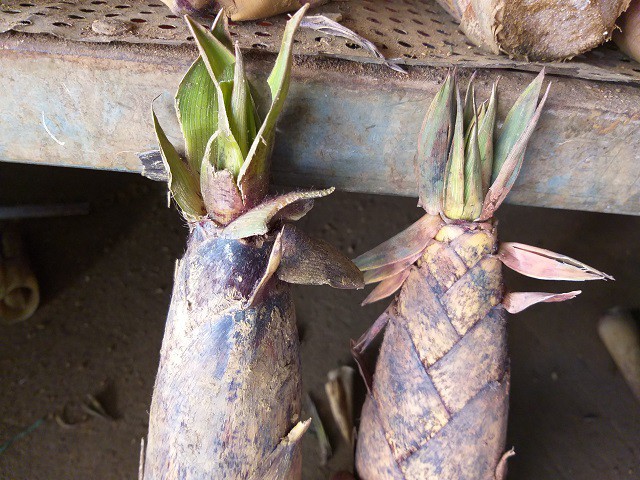 Măng ngọt (bên trái) và măng đắng (bên phải) có hình dáng lá khác nhau, có thể phân biệt bằng mắt thường.