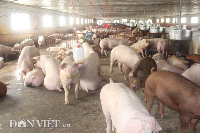 
Do ảnh hưởng bởi dịch tả lợn châu Phi, giá lợn hơi (heo hơi) trên thị trường đã giảm khoảng 10.000 đồng/kg so với hồi tháng 2/2018. Ảnh: T.L
