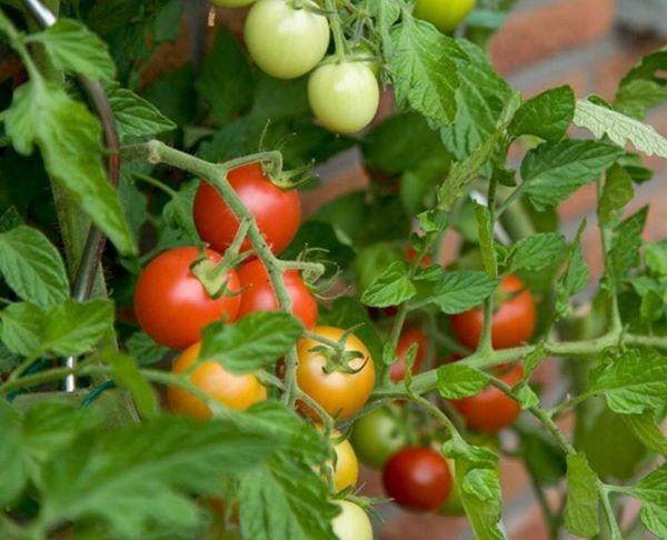 
Lá cà chua khá độc, trong loại lá này có chứa nhiều Alkaloids, một loại hóa chất có tác dụng diệt và đuổi côn trùng rất hiệu quả, nhất là rệp vừng, bướm đêm, sâu rầy, bù lạch…
