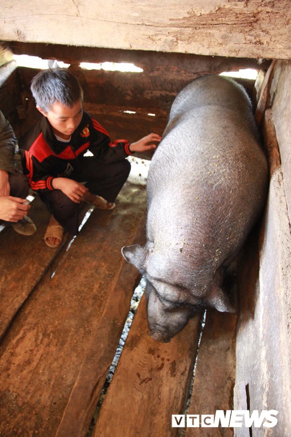 
Chú lợn béo núc ních.
