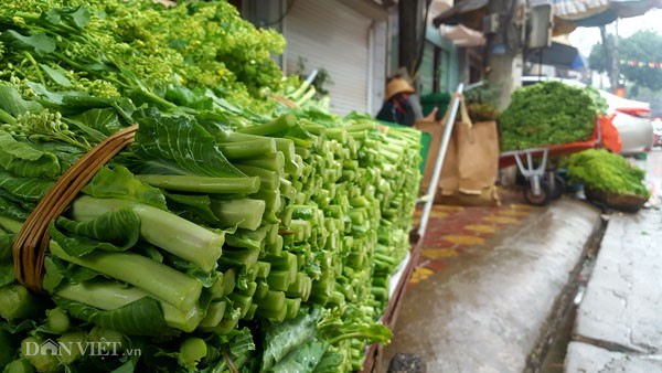 Mùa nào rau đấy, vườn rau nhà lão nông Bường luôn xanh mướt.