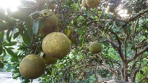 Vườn bưởi Diễn trĩu quả trồng được hơn 10 năm tại vườn nhà ông Bường.