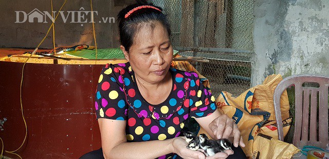 
Nhờ bán chim trĩ giống mà mỗi tháng gia đình bà Lành bỏ túi hơn 20 triệu đồng.
