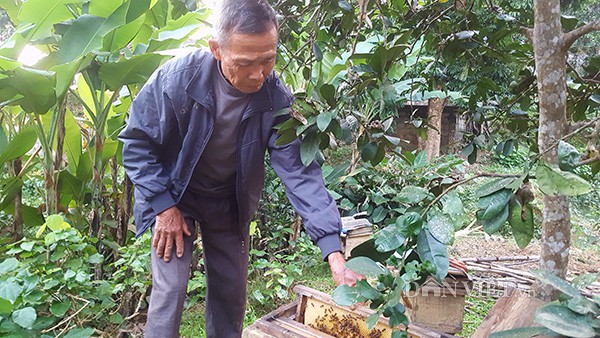 
Ngoài trồng cây ăn quả, trồng rừng, rau màu.. ông Bường còn phát triển thêm nghề nuôi ong lấy mật.
