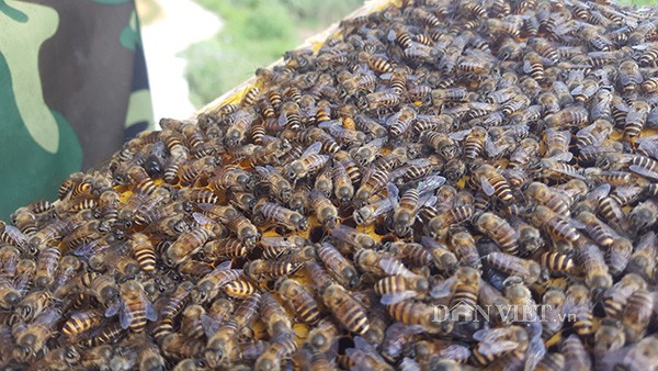 
Trong vườn cây ăn quả, ông Bường thả nuôi nhiều đàn ong lấy mật.
