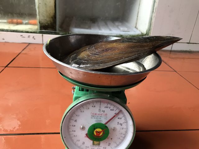 
Một con s&ograve; mai đ&atilde; nặng khoảng 600g
