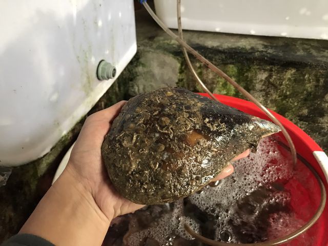 
Đ&acirc;y l&agrave; m&oacute;n mồi của nhiều nh&agrave; h&agrave;ng
