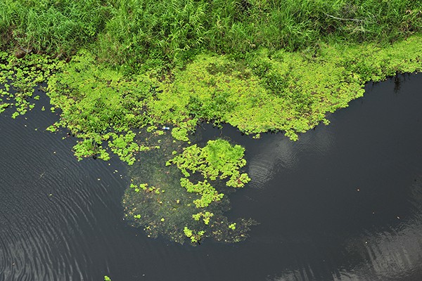 
Nơi đây được công nhận là một trong bốn khu bảo tồn đất ngập nước ưu tiên cao nhất của đồng bằng sông Cửu Long.
