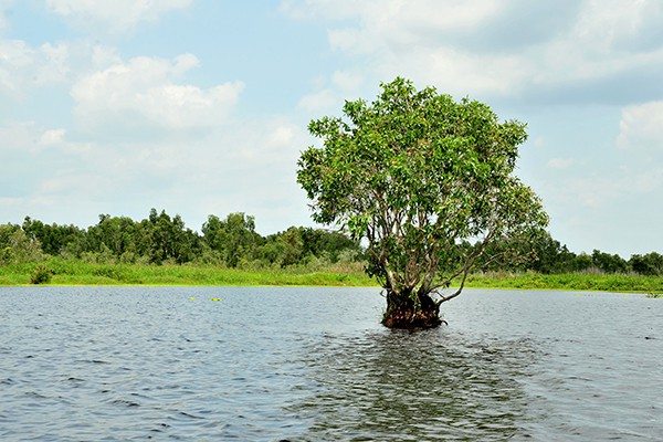 
Vườn Quốc gia U Minh Thượng có 3.000 ha đầm lầy và đồng cỏ ngập nước.

