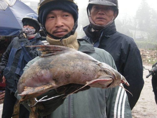 
Đó là loài cá chiên – loại cá da trơn “khủng” nhất nằm trong top 5 loài cá ngon xưa kia tiến vua, sống ở vùng nước chảy xiết ở khu vực thượng nguồn sông Hồng, sông Chảy trên đất biên giới tỉnh Lào Cai. Hiện nay, cá chiên đang được bán với giá cao nhất trong các loài cá sông ở thị trường thành phố Lào Cai và thị trấn du lịch Sa Pa với giá từ 300 - 600 ngàn đồng/ kg nhưng không phải dễ mua, nhất là những con to từ 5 kg trở lên.





Thịt cá chiên có màu vàng óng như nghệ trông rất hấp dẫn, thịt thơm ngon dẻo quánh. Thịt cá chiên được nhiều người thích làm lẩu ăn trong ngày giá lạnh hoặc làm chả, nấu canh dấm, om chuối xanh, rán lướt... Nếu đã ăn sẽ nhớ mãi hương vị đặc biệt của loài cá đặc sản này.







Cá chiên rất to khỏe, có con nặng đến vài ba chục cân, thậm chí có chuyện kể ngày xưa đã có người săn được cá chiên khổng lồ nặng gần đến cả trăm cân. Chính vì to khỏe nên cá chiên có khả năng vượt thác rất tốt và chúng thường sinh sống ở vùng nước sâu, chảy siết, nước xoáy, vùng thác đổ mạnh, cạnh hang đá và vùng ghềnh đá cheo leo. Cũng vì đặc tính sinh sống như vậy nên cá chiên cho thịt chắc, thơm đậm.







Đặc biệt, loài cá này nổi tiếng với bộ lòng to, dày như dạ dày lợn, giòn sần sật và là món đặc sản mà nhiều người sành ăn săn lùng.







Do nguồn cung cấp cá chiên ra thị trường ngày càng lớn nên nguồn hàng đặc sản này khan hiếm và được bán với giá rất cao. Một cơ sở chuyên cung cấp cá đặc sản sông Hồng ở tỉnh Lào Cai cho biết, loại cá chiên to đánh bắt tự nhiên trên sông suối có trọng lượng từ 3 kg trở lên giá bán 600.000 đồng/kg, mà phải đặt hàng trước mới có.







Một số cơ sở nuôi cá lồng ở địa phương có nuôi thử nghiệm cá chiên trong lồng bè trên hồ thủy điện nhưng không thành công do khó khăn về nguồn con giống hoặc nguồn nước chưa phù hợp. Hiện nay giá cá chiên ở thị trường tỉnh Lào Cai được coi là đắt nhất so với các loài cá đặc sản khác như cá hồi, cá tầm nước lạnh nuôi tại vùng cao Sa Pa,Ý Tý, Bắc Hà.







Thịt cá rất ngon, có mùi thơm và dai, vì vậy, chạch cát được xem là đặc sản ở vùng miền núi Quảng Ngãi. Tuy có giá bán hiện từ 150-170.000 đồng/kg, nhưng do số lượng đánh bắt cá chạch cát được rất ít nên dù có tiền cũng không dễ mua loài cá đặc sản này. (Ảnh: Công Xuân/ Dân Việt)







Cá chạch cát sống dưới đáy những đoạn sông, suối lớn có cát ở miền núi ở Quảng Ngãi. Cũng chính vì đặc điểm trên mà loài cá này được gọi tên như vậy. Thân cá chạch cát có màu vàng nhạt, ở 2 bên lưng là hàng chấm đen hình chữ nhật, kéo dài từ đầu đến đuôi và được phân bố khá đều. (Ảnh: Công Xuân/ Dân Việt)







Tuy có hình dáng khá giống đồng loại sống ở vùng sông nước dưới đồng bằng, nhưng cá chạch cát có kích thước nhỏ hơn rất nhiều. (Ảnh: Công Xuân/ Dân Việt)







Khi đánh bắt được, người dân thường mang về chế biến làm thức ăn trong gia đình, hoặc làm quà biếu cho người thân. Món ăn ngon được nhiều người thích nhất đó là kho rim. (Ảnh: Công Xuân/ Dân Việt)







Món cá nhảy được xem là món ăn phổ biến, đặc sản của người Thái ở Sơn La. Món ăn trông có vẻ đơn giản nhưng lại rất kén người ăn bởi khi ăn cá vẫn còn nhảy tanh tách trong miệng. (Ảnh: Dân trí)







Điểm khác biệt của món ăn này chính là ở cách ăn rất lạ lùng: Cá phải còn sống, được chế biến và ăn ngay tại bàn. (Ảnh: Dân trí)







Ở bản Nậm Lộng (xã Hang Chú, Bắc Yên, Sơn La) có một loài cá hiếm, thân giống cá trê, lớn chỉ bằng chuôi dao, sống nơi khe suối, hốc đá nơi đầu nguồn những con suối nước trong, sạch. Đặc biệt, chỉ cần nước ngả màu đục là loại cá này không thể sống được nên bà con nơi đây vẫn thường gọi là cá siêu sạch. (Ảnh: Ngọc Mai/Dân Việt)







Cá siêu sạch thịt ngon nức tiếng, thưởng thức một lần lại muốn lần hai, bởi vậy chúng được nhiều thực khách săn lùng.Loại cá này theo tiếng địa phương gọi là “chê canh” (theo giải thích của bà con, chê là cá, canh là cảnh, tức là cá cảnh), còn tên gọi phổ thông thì vẫn chưa có. (Ảnh: Ngọc Mai/Dân Việt)


