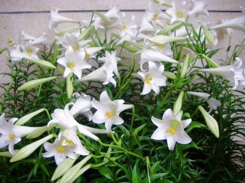 
Hoa cúng tiết Thanh minh nên chọn loại hoa trắng trơn. Ảnh minh họa.

