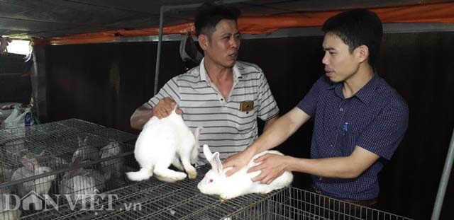 
Anh Bình đang kiểm tra cân nặng và sức khỏe của đàn thỏ tại trang trại của gia đình
