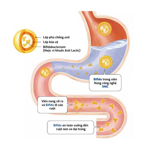 
Công nghệ SMC giúp đưa lợi khuẩn Bifido vào tận đại tràng
