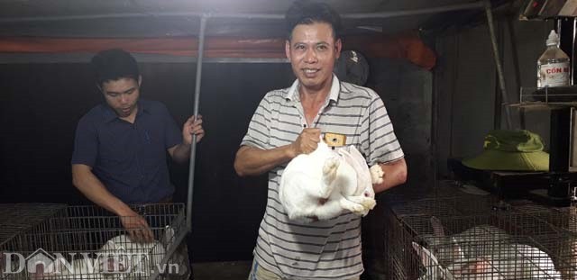
Một con thỏ khi trưởng thành có thể đạt cân nặng tối đa 6kg/1con.
