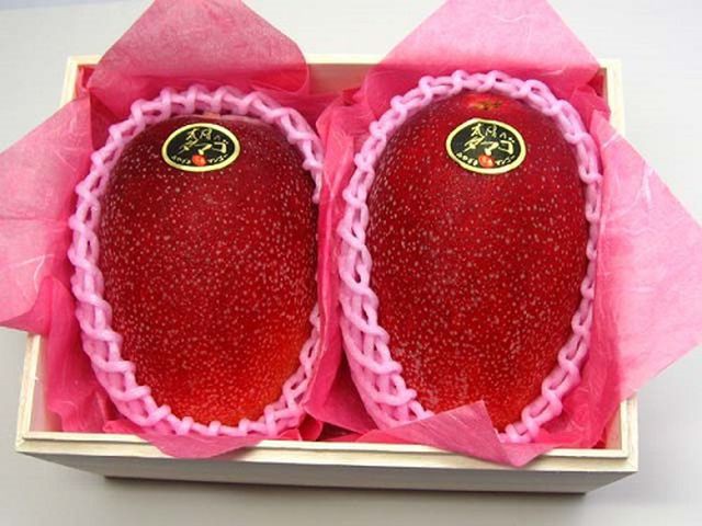 
Xoài đỏ Ruby được đựng trong các hộp sang trọng và xếp là loại trái cây xa xỉ bậc nhất thế giới.
