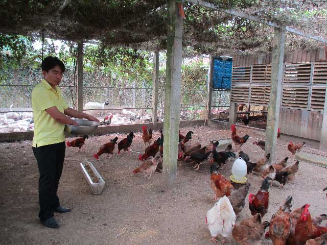 
Trang trại chăn nuôi gà bằng nhà tầng của anh Văn Phú Quang (SN 1985) ở thôn Xuyên Đông 2, thị trấn Nam Phước, huyện Duy Xuyên, tỉnh Quảng Nam.

