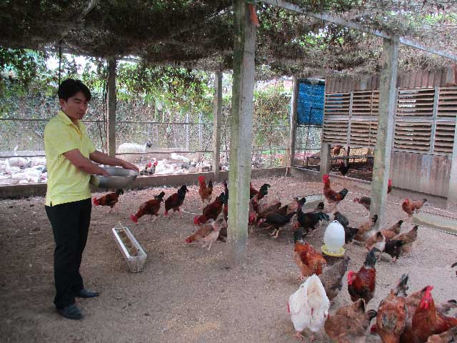 Trang trại chăn nuôi gà bằng nhà tầng của anh Văn Phú Quang (SN 1985) ở thôn Xuyên Đông 2, thị trấn Nam Phước, huyện Duy Xuyên, tỉnh Quảng Nam.