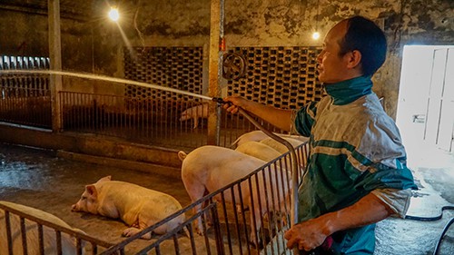 Vừa xịt nước cho chuồng heo, vừa nghe nhạc là thú vui của anh Thục. Ảnh: Trọng Nghĩa.