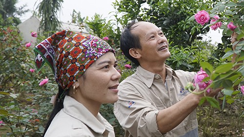 
Ngoài nuôi heo, anh Thục và chị Hiền còn trồng thêm hoa hồng, bưởi để lấy tinh dầu. Ảnh: Trọng Nghĩa.
