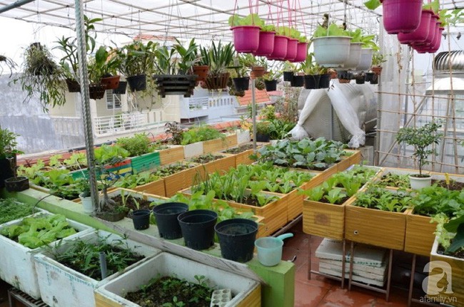 Một góc vườn sân thượng rộng rãi của gia đình chị Thanh Huyền.