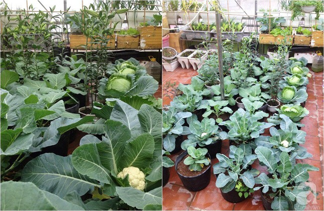 Chị trồng súp lơ, bắp cải cho vụ đông.