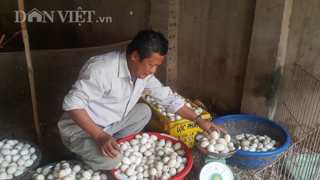 
Gía trứng giảm sâu nhưng lại khó bán khiến nhiều hộ chăn nuôi mếu máo vì thua lỗ quá nặng.
