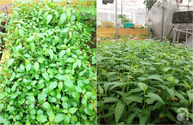 Các loại rau ăn hàng ngày.