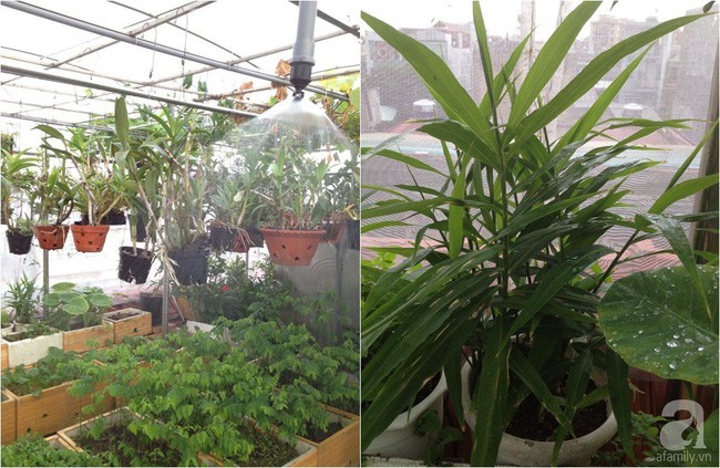 Chị thiết kế hệ thống tưới nhỏ giọt và phun từ trên cao.