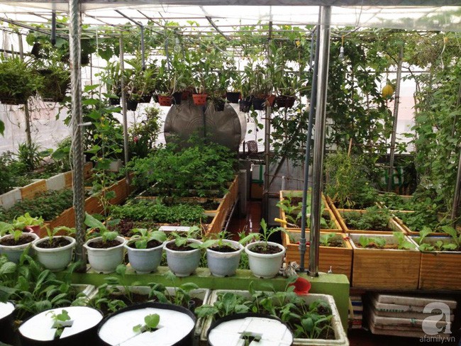 Vườn được chị Huyền trồng chủ yếu trong thùng xốp.