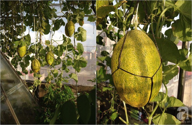 Giàn dưa sai trĩu quả.