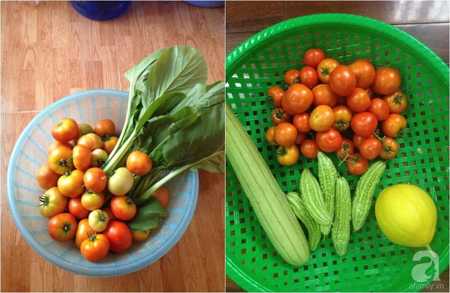 Thu hoạch rau củ trên sân thượng.