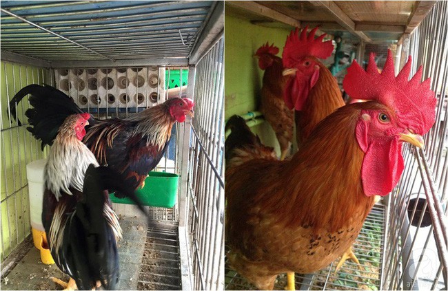 Ngoài trồng rau, chị Thu Huyền còn nuôi gà.