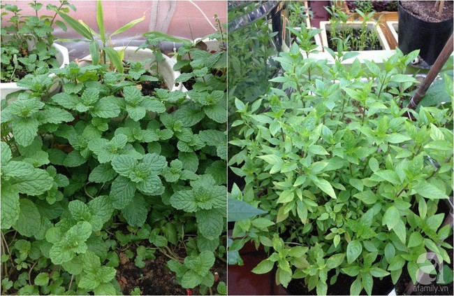 Chị Thanh Huyền chủ yếu thiết kế thùng xốp theo kiểu @.