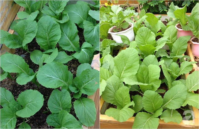 Sân thượng chủ yếu được chị Huyền trồng các loại rau ăn lá.